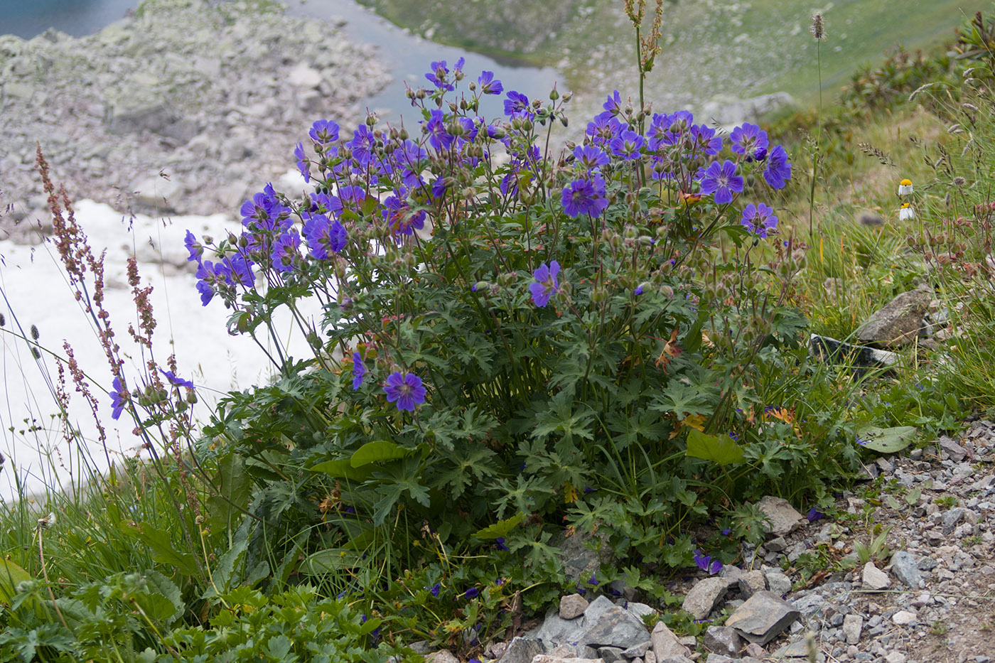 Изображение особи Geranium gymnocaulon.