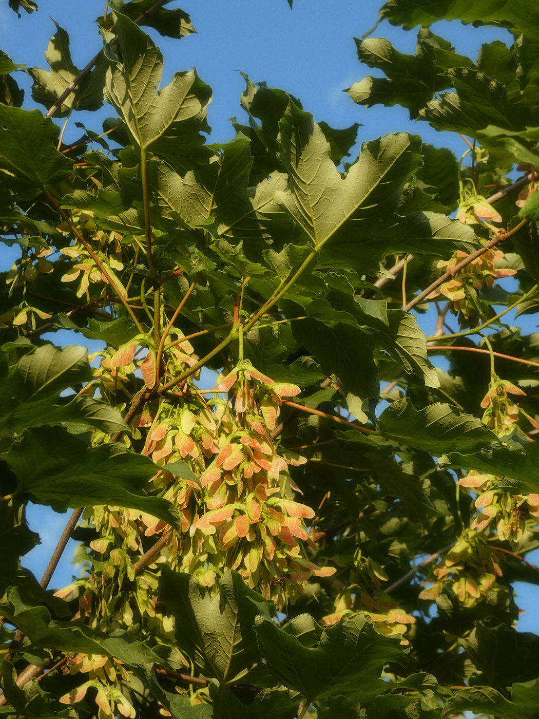 Image of Acer pseudoplatanus specimen.