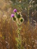 Cirsium vulgare