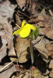 Viola uniflora. Цветущее растение. Бурятия, Кабанский р-н, тополёво-берёзовый лес на склоне сопки у северного подножья хребта Хамар-Дабан. 22.05.2023.