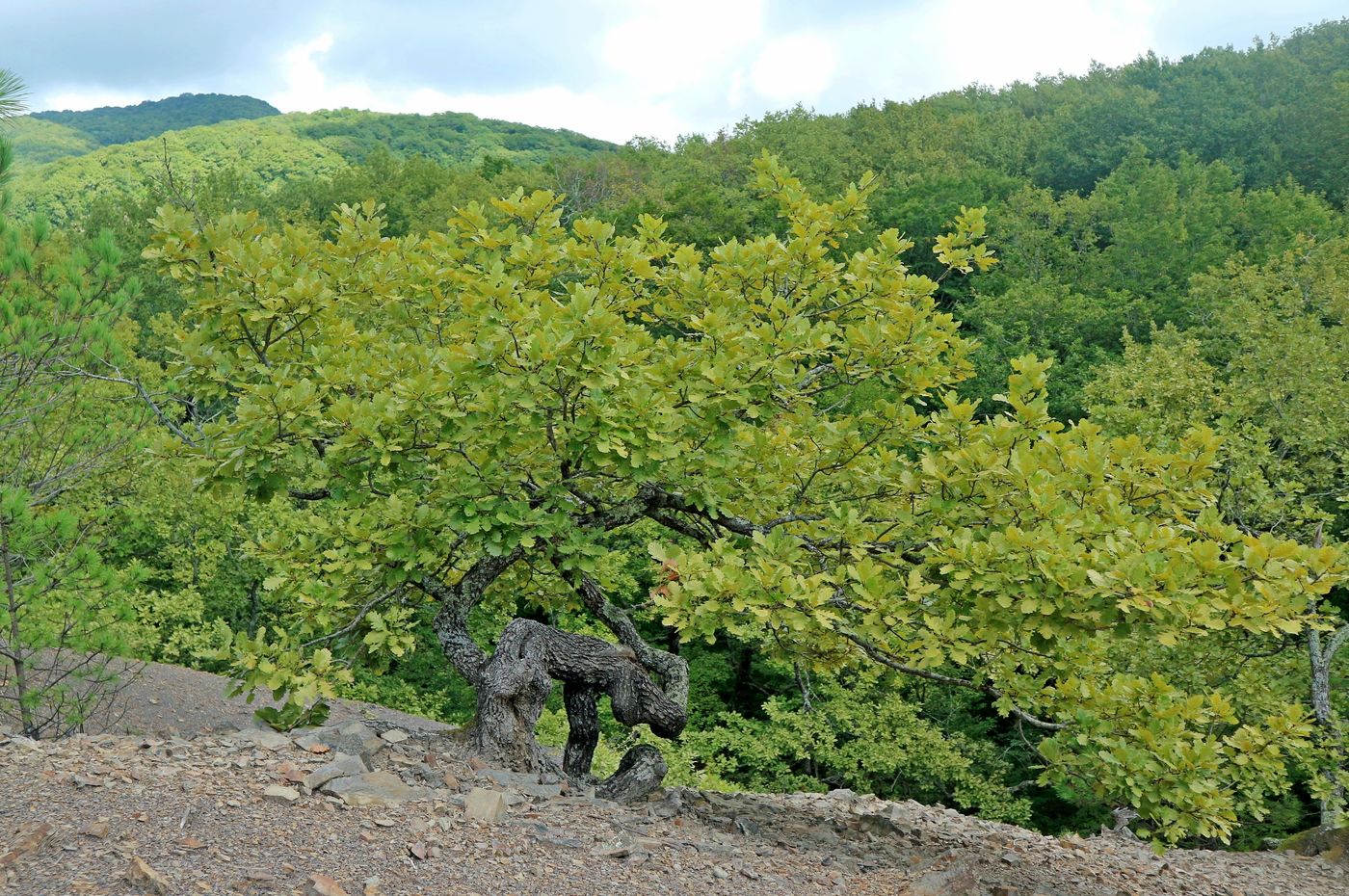 Изображение особи Quercus petraea.