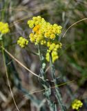 Helichrysum arenarium. Верхушки побегов с соцветиями. Оренбургская обл., Гайский гор. округ, Губерлинские горы, луговой склон. 03.07.2023.