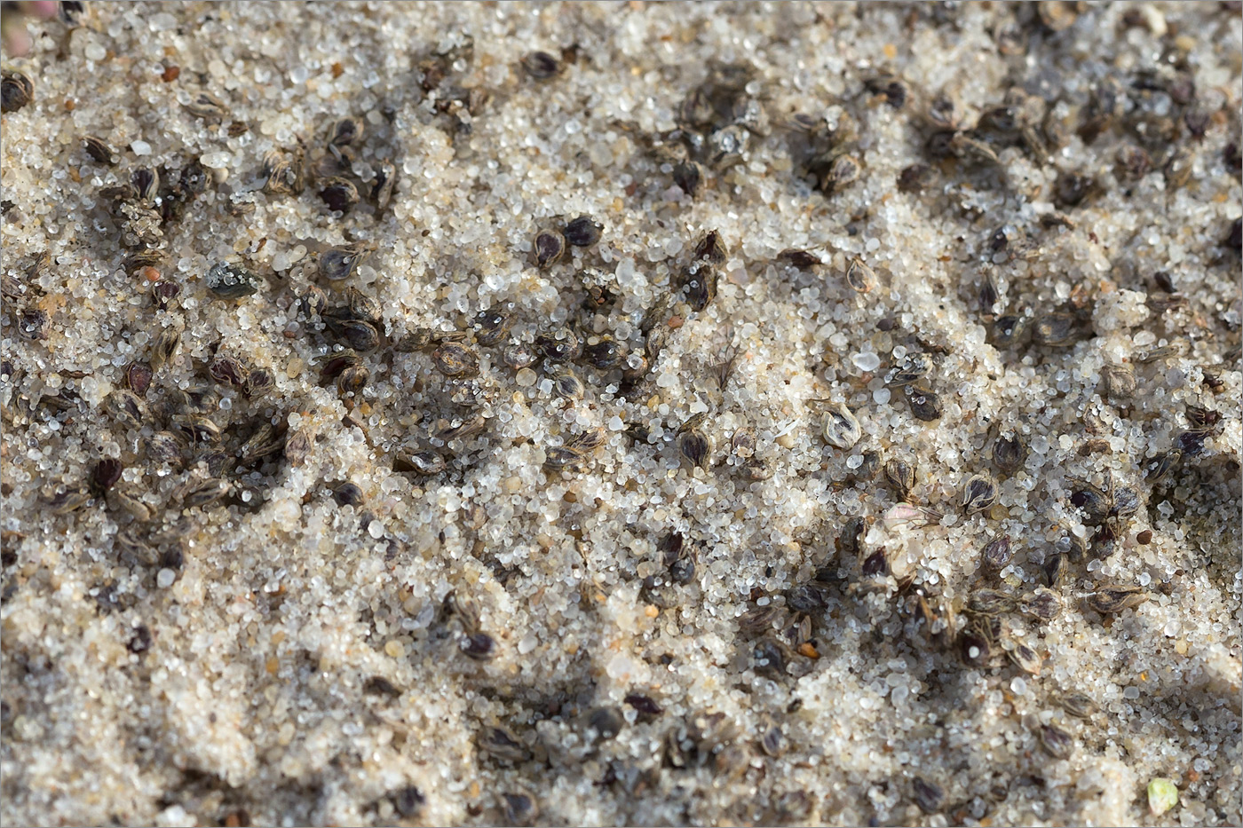 Image of Persicaria lapathifolia specimen.