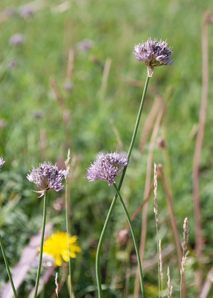 Image of Allium strictum specimen.