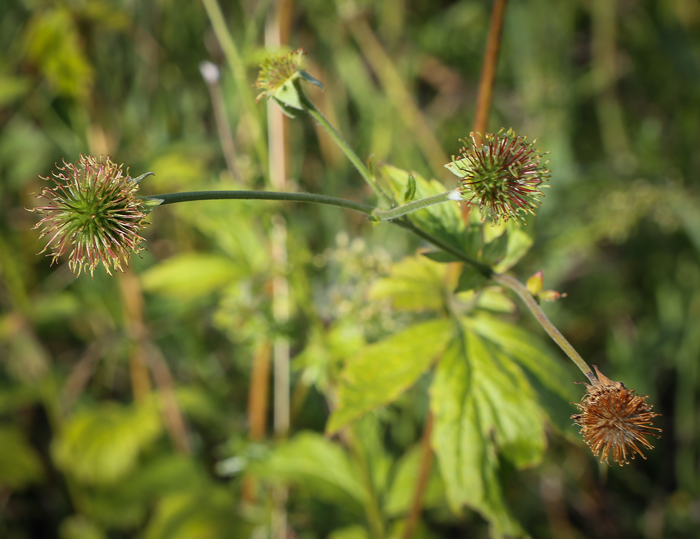 Image of Geum urbanum specimen.