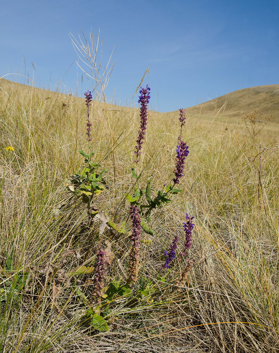 Image of Salvia stepposa specimen.