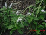 Lysimachia clethroides