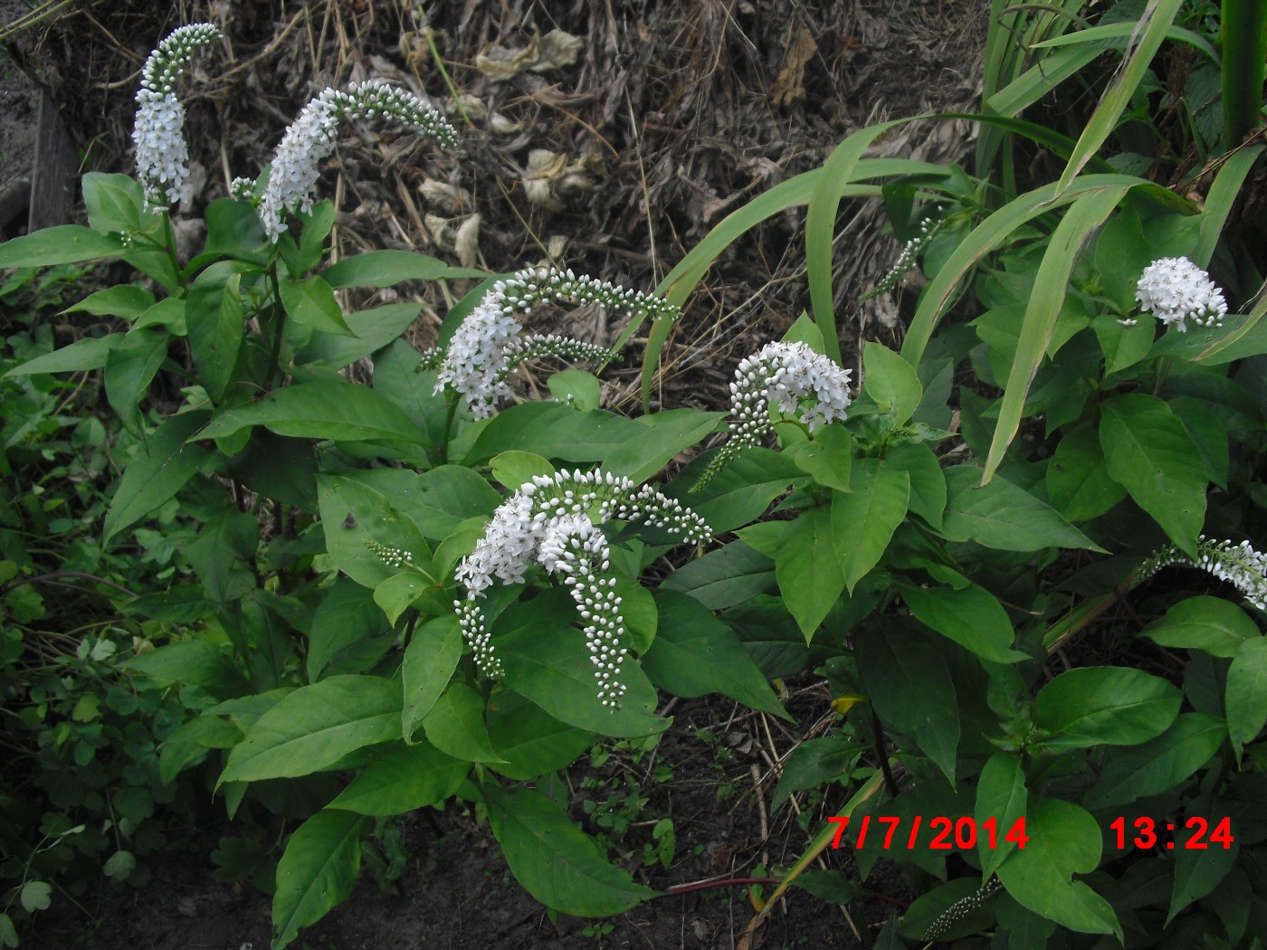 Изображение особи Lysimachia clethroides.