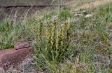 Pedicularis achilleifolia