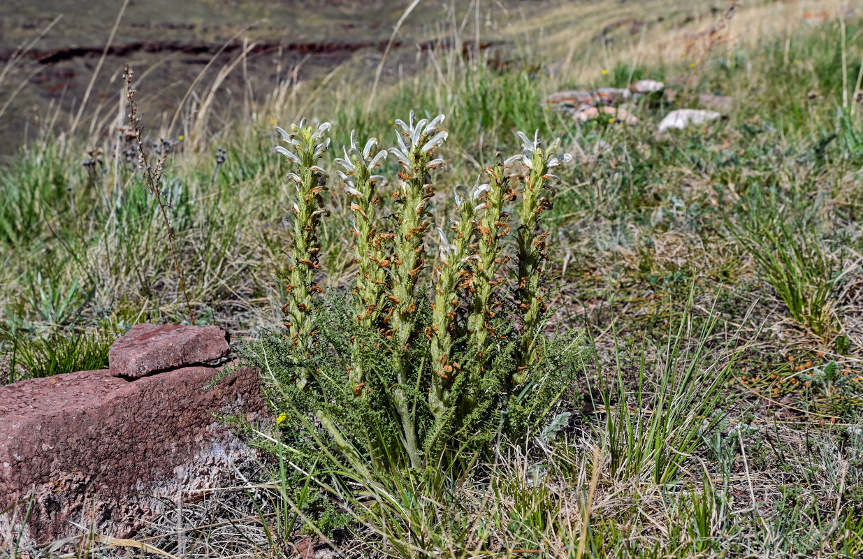 Изображение особи Pedicularis achilleifolia.