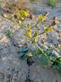 Haplophyllum versicolor