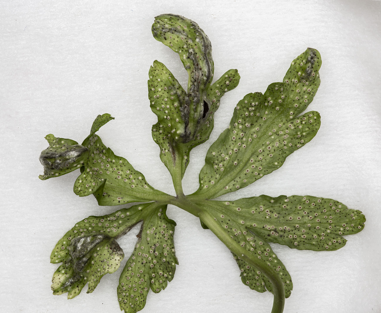 Image of Anemone ranunculoides specimen.