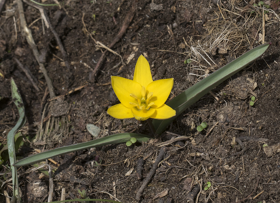 Изображение особи Tulipa dasystemon.