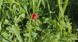 Lathyrus cicera