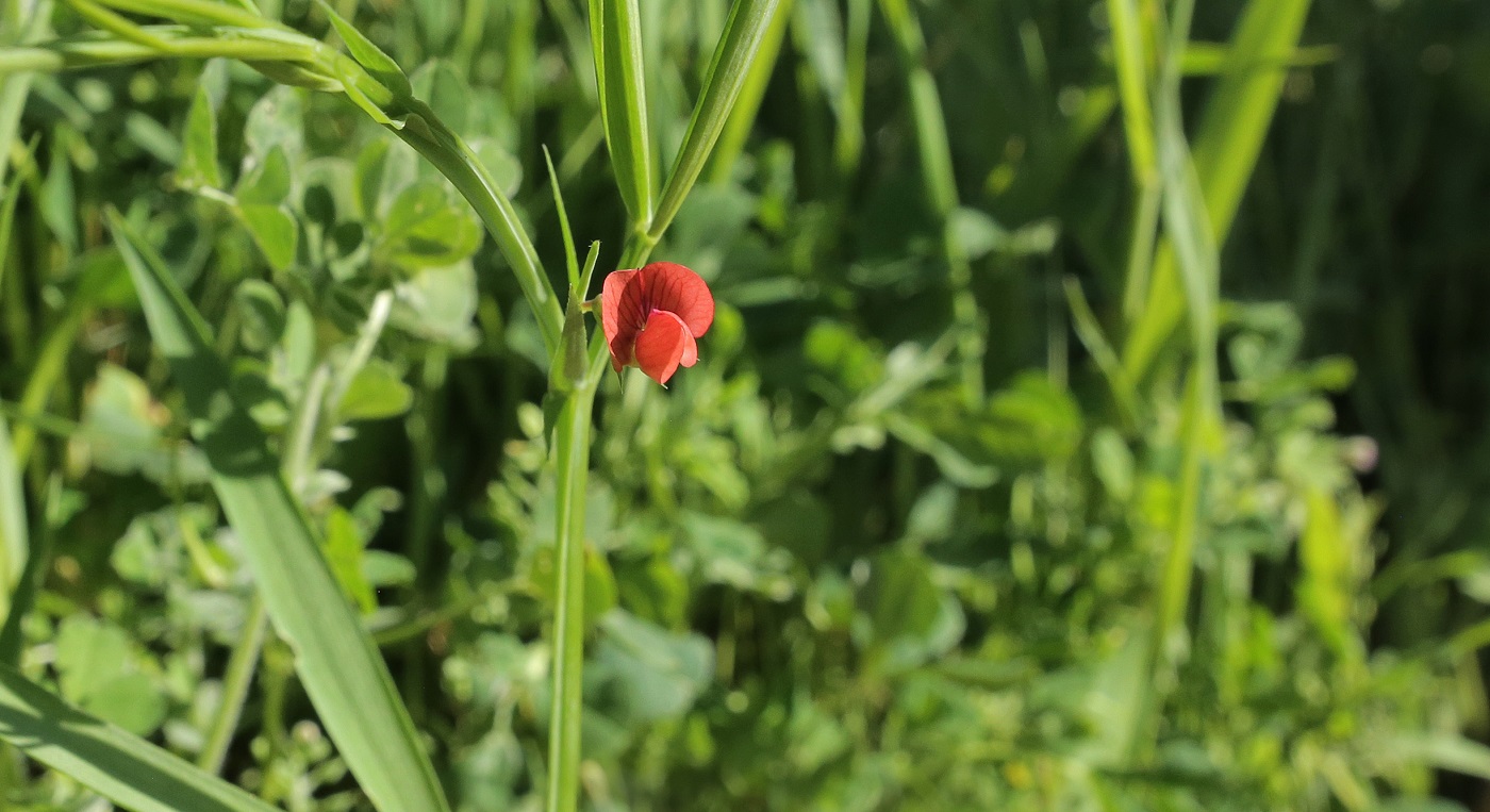 Изображение особи Lathyrus cicera.