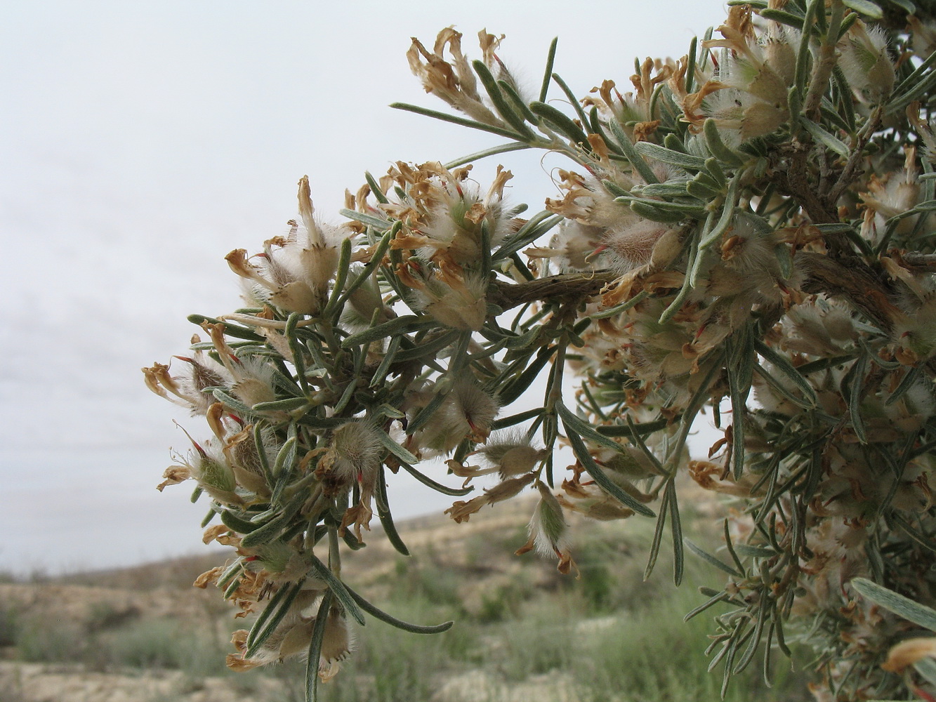 Image of Astragalus turcomanicus specimen.