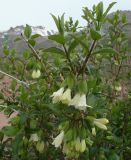 Lonicera hispida
