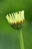 род Anthemis