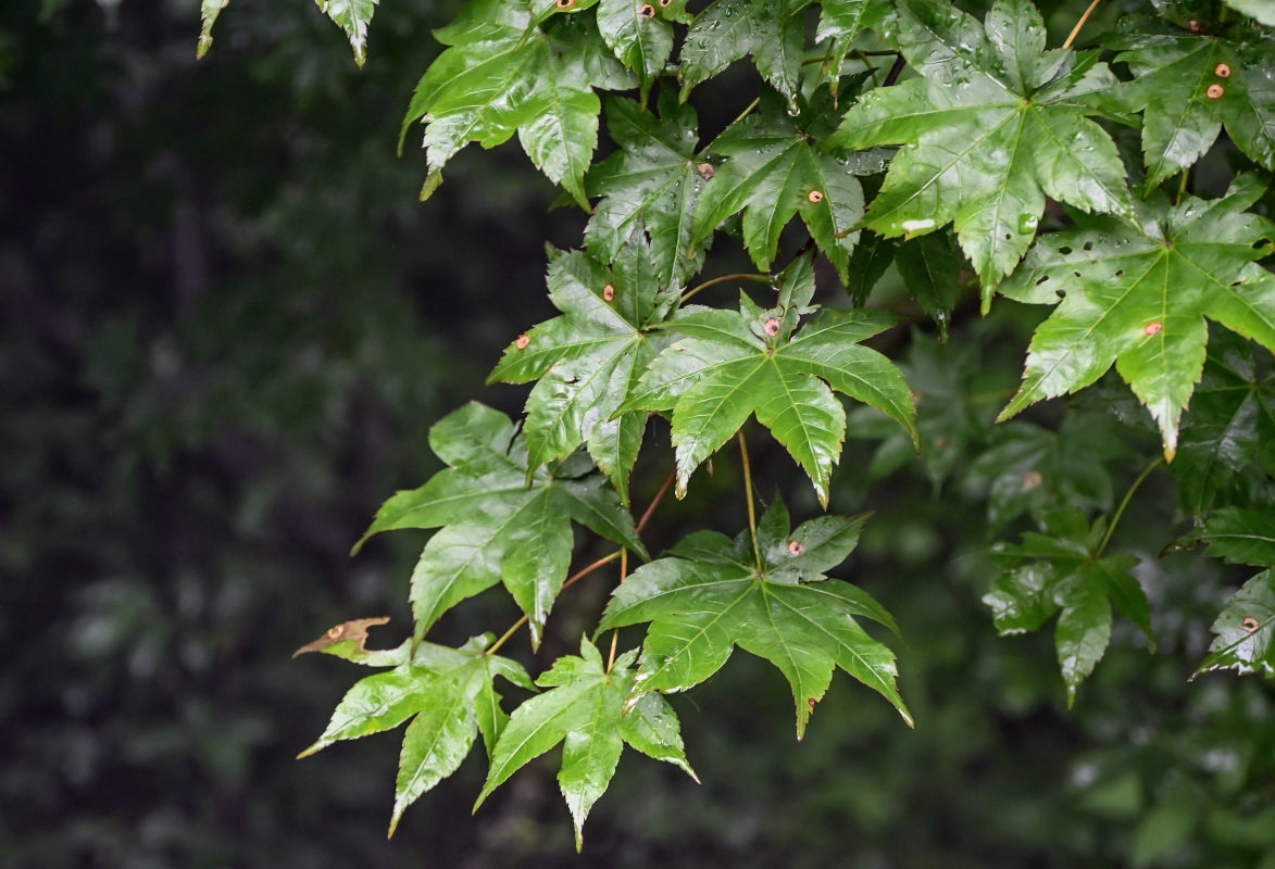 Image of Acer robustum specimen.