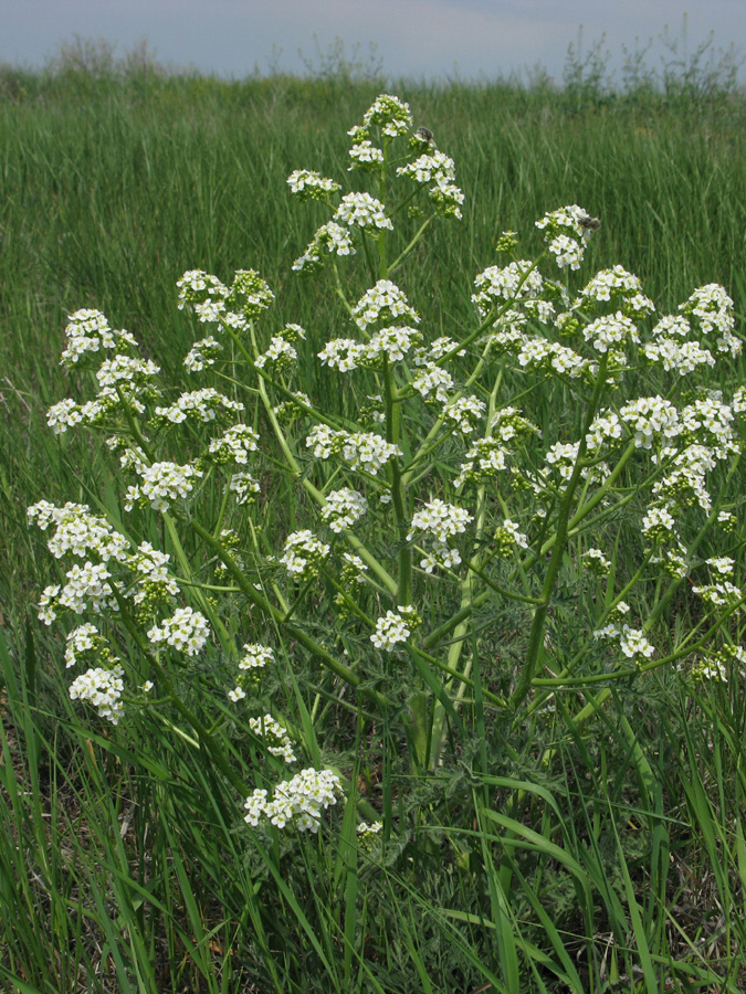 Image of Crambe aspera specimen.