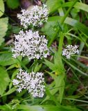 Valeriana officinalis. Соцветие. Ленинградская обл., окр. пос. Яппиля, оз. Зеркальное. 8 июля 2005 г.