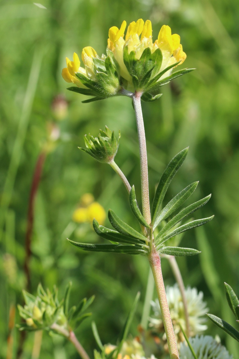 Изображение особи Anthyllis vulneraria.
