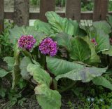 Bergenia crassifolia. Цветущее растение. Пермский край, Краснокамский р-н, окр. пос. Оверята, заброшенный садовый участок. 21.05.2024.