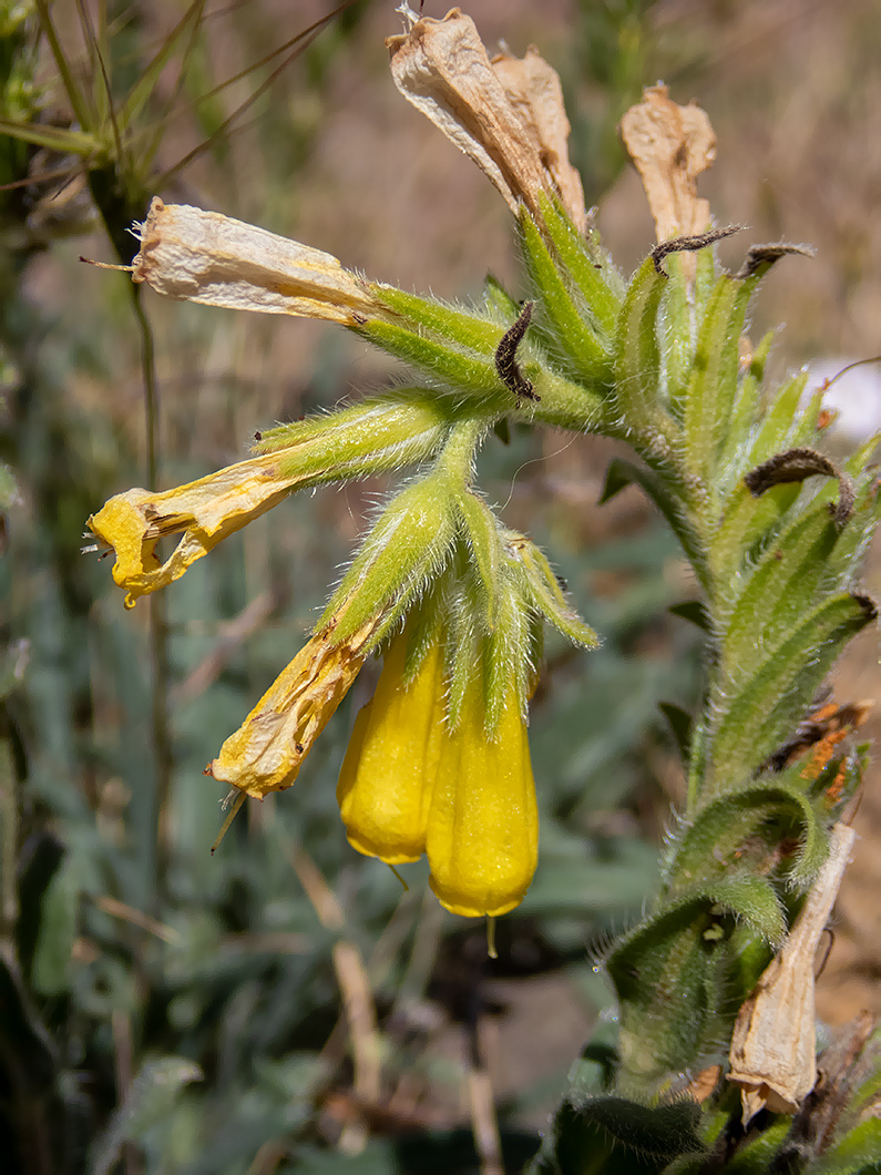 Изображение особи Onosma taurica.