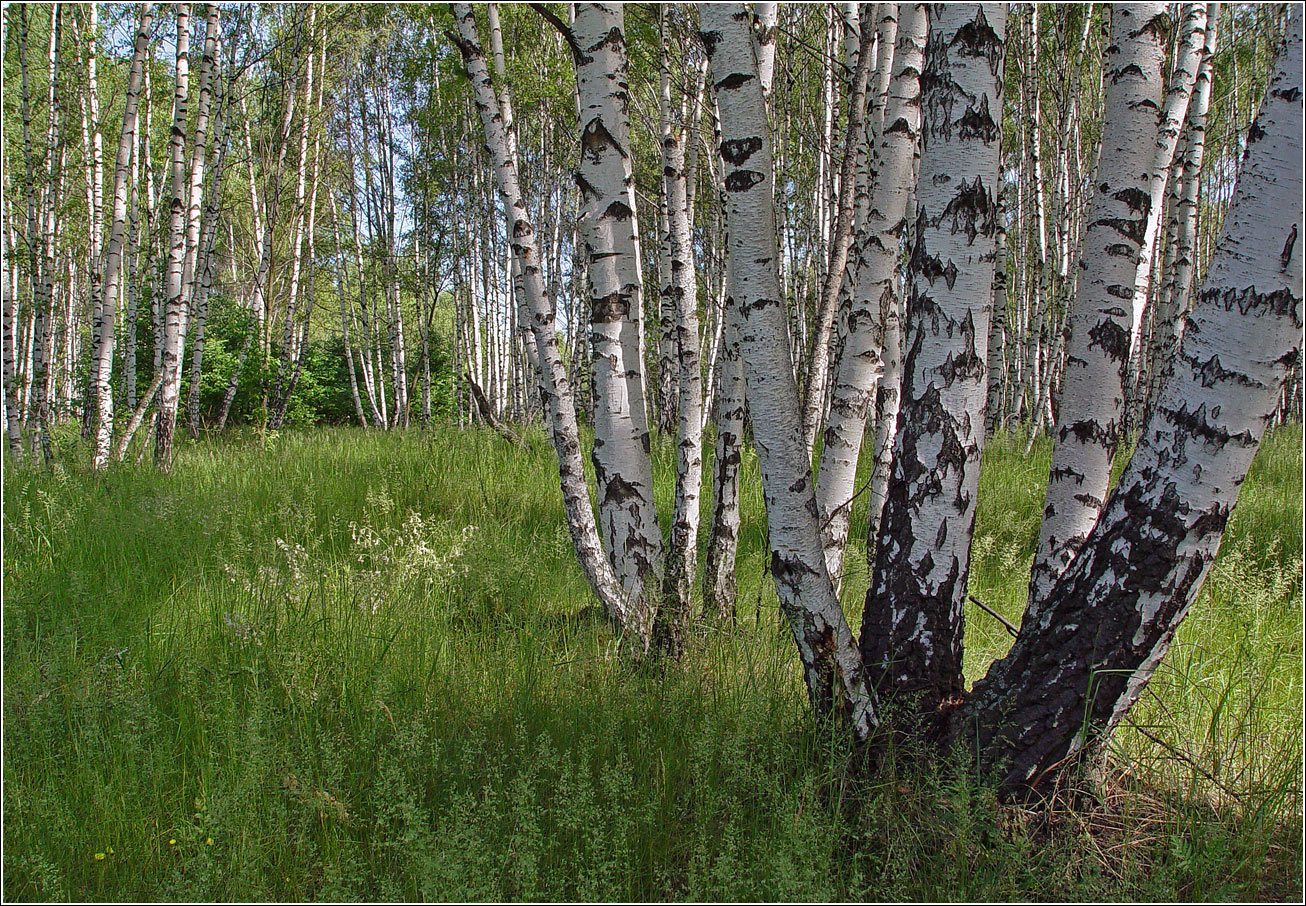 Image of genus Betula specimen.