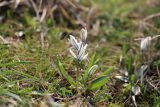 Scilla puschkinioides