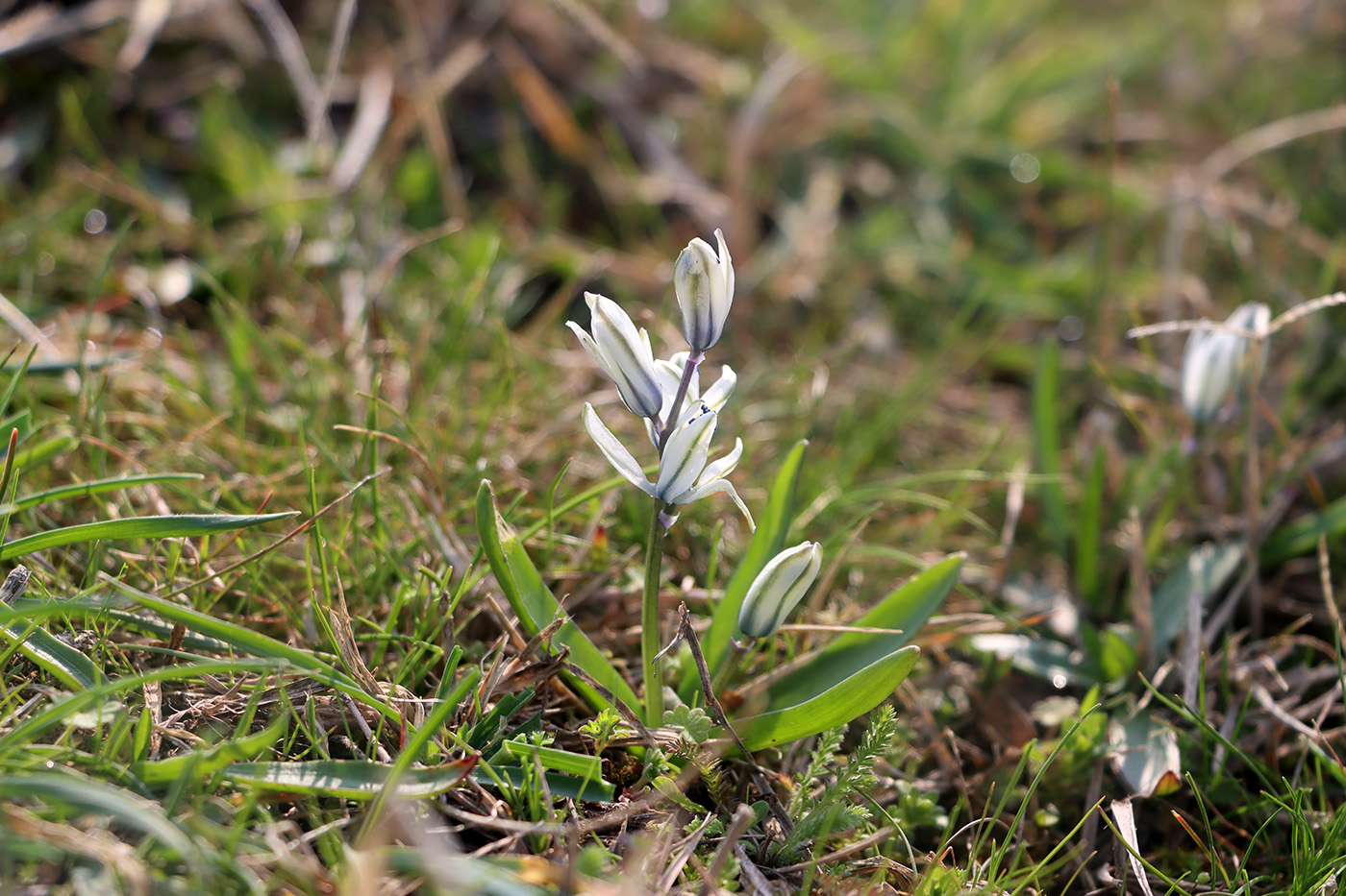Image of Scilla puschkinioides specimen.