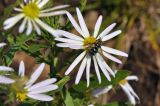 familia Asteraceae