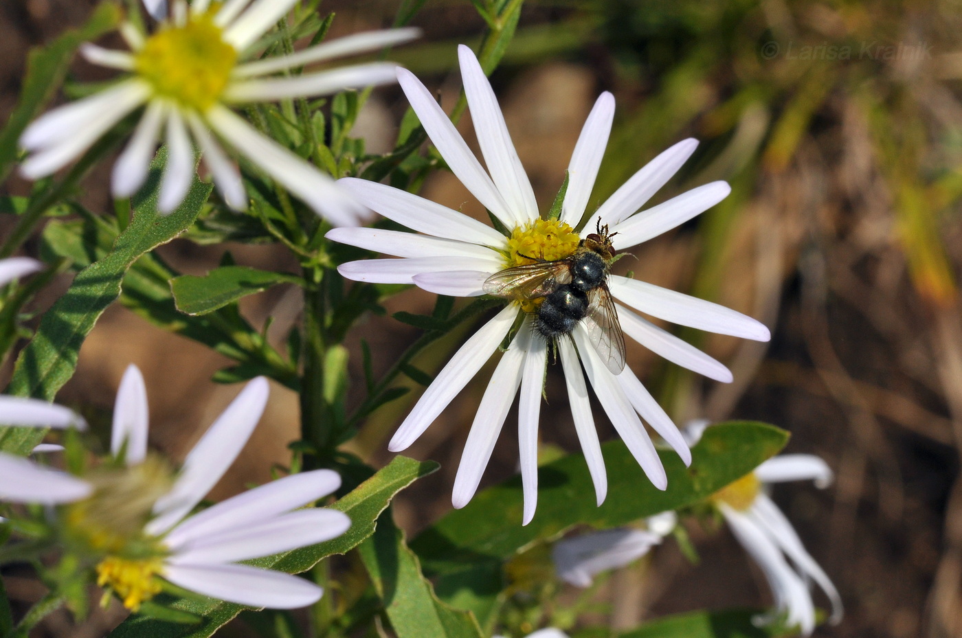 Изображение особи семейство Asteraceae.