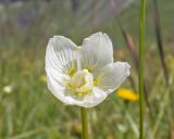 Image of taxon representative. Author is Татьяна Винокурова
