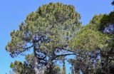 Pinus pityusa. Крона взрослого дерева. Краснодарский край, Сочи, Адлерский р-н, в культуре. 09.03.2025.