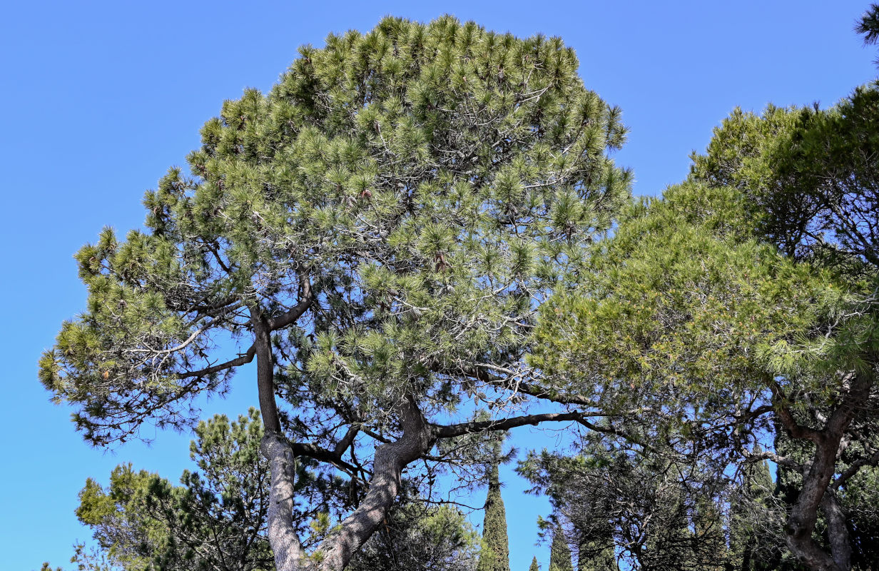 Image of Pinus pityusa specimen.