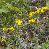 Lotus caucasicus