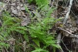 Cystopteris fragilis