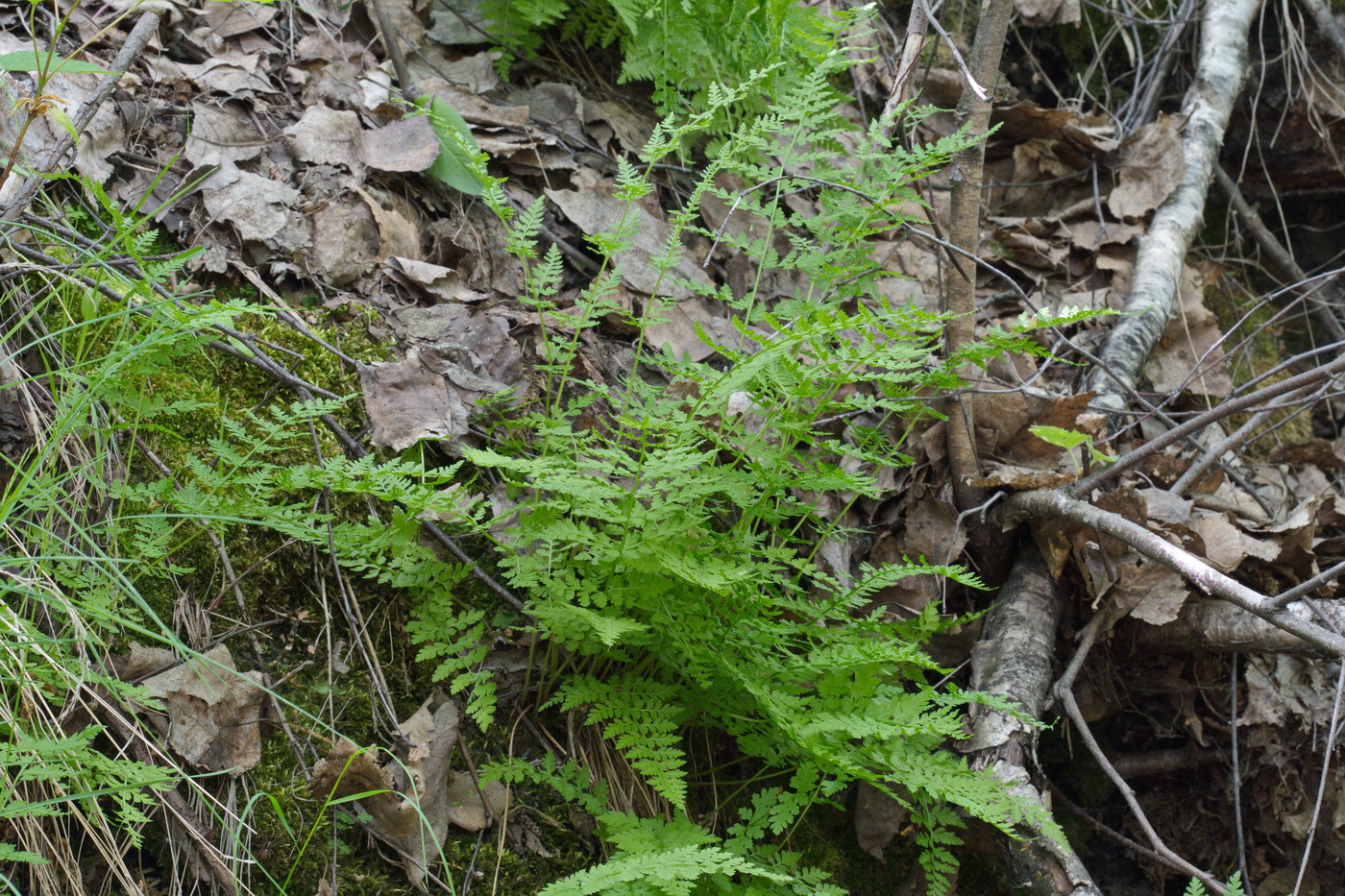 Изображение особи Cystopteris fragilis.