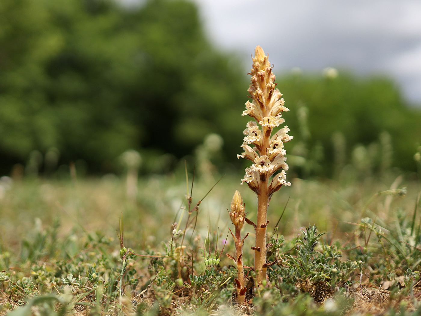 Image of Orobanche callieri specimen.