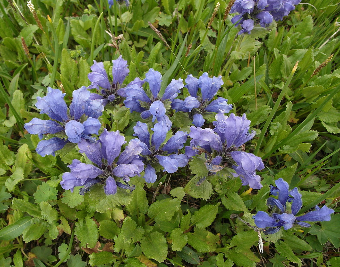 Image of Dracocephalum grandiflorum specimen.
