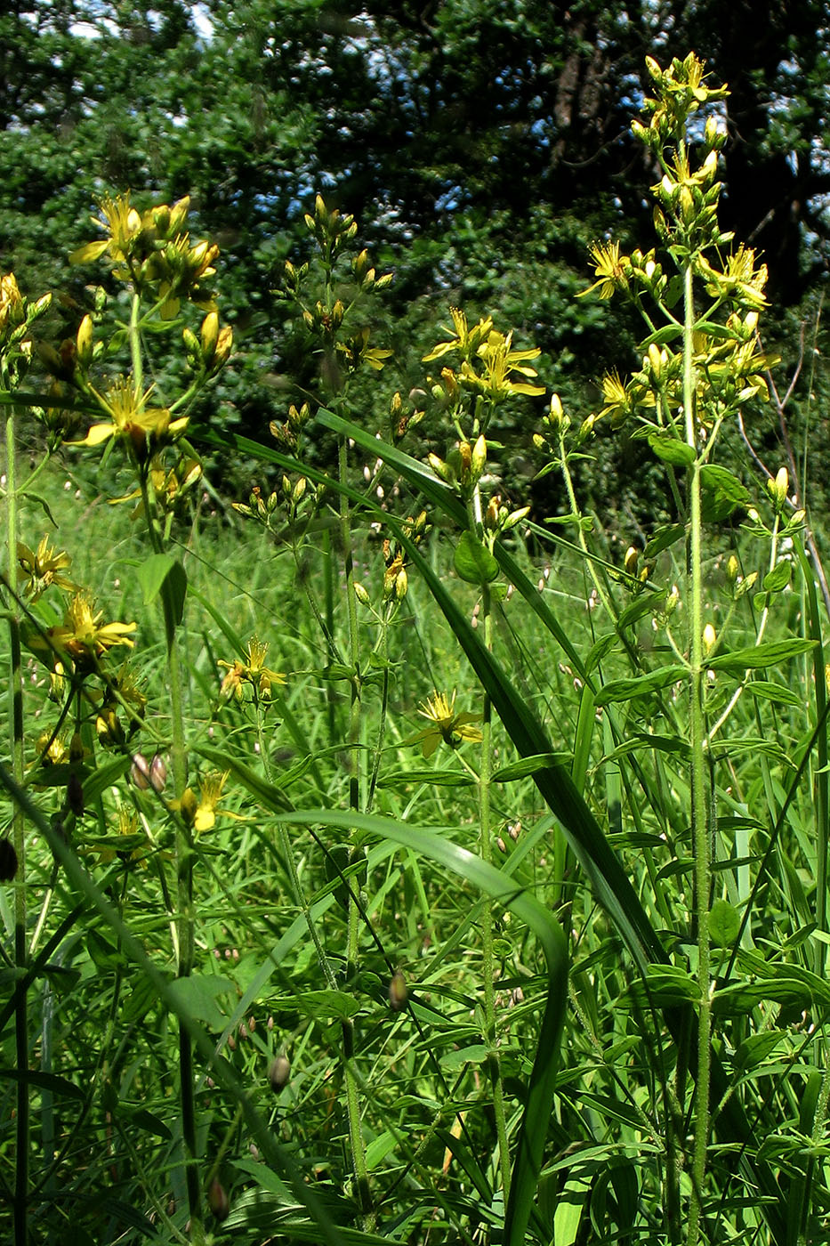 Изображение особи Hypericum hirsutum.