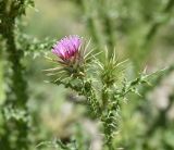 genus Carduus