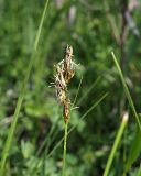 Carex praecox. Верхушка отцветающего растения с высохшими пыльниками. Ульяновская обл., Мелекесский р-н, окр. с. Вишенка, Медвежий овраг, луг в понижении рельефа. 30.04.2024.