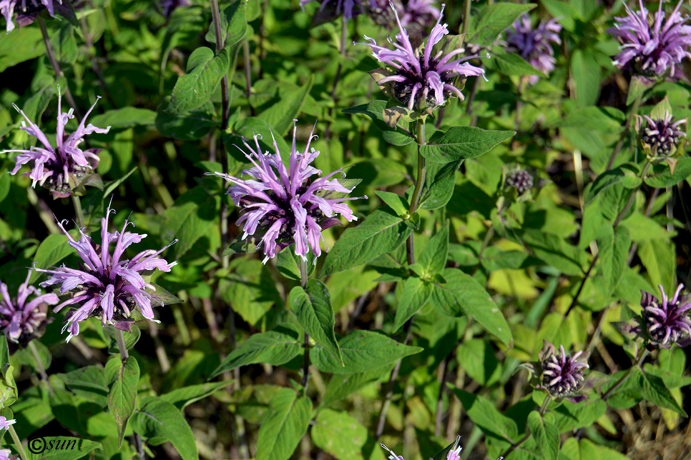 Image of Monarda fistulosa specimen.