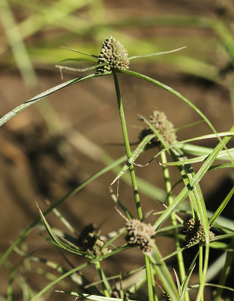 Изображение особи Cyperus michelianus.