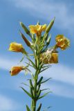 Oenothera biennis. Верхушка соцветия с бутонами, цветками и незрелыми плодами. Ленинградская обл., Кингисеппский р-н, окр. дер. Выбье, экологическая тропа; песчаная равнина между береговым валом и старой дюной, псаммофильный овсяницево-леймусовый луг на опушке овсяницево-зеленомошного сосняка. 13.07.2025.