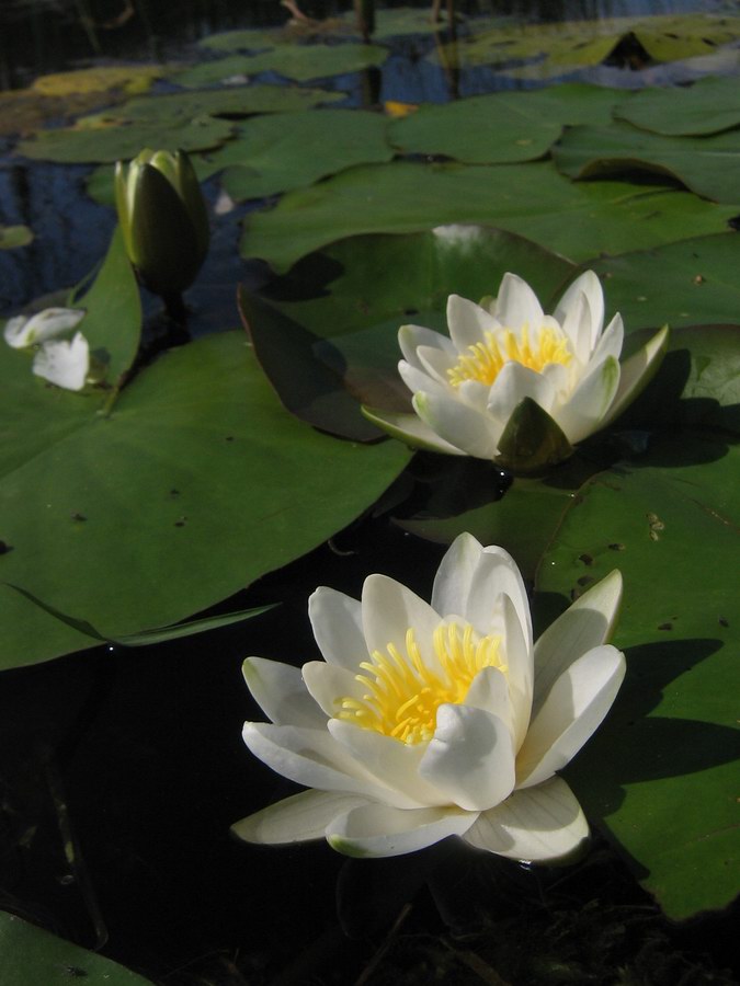 Image of Nymphaea × borealis specimen.