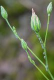Crupina vulgaris