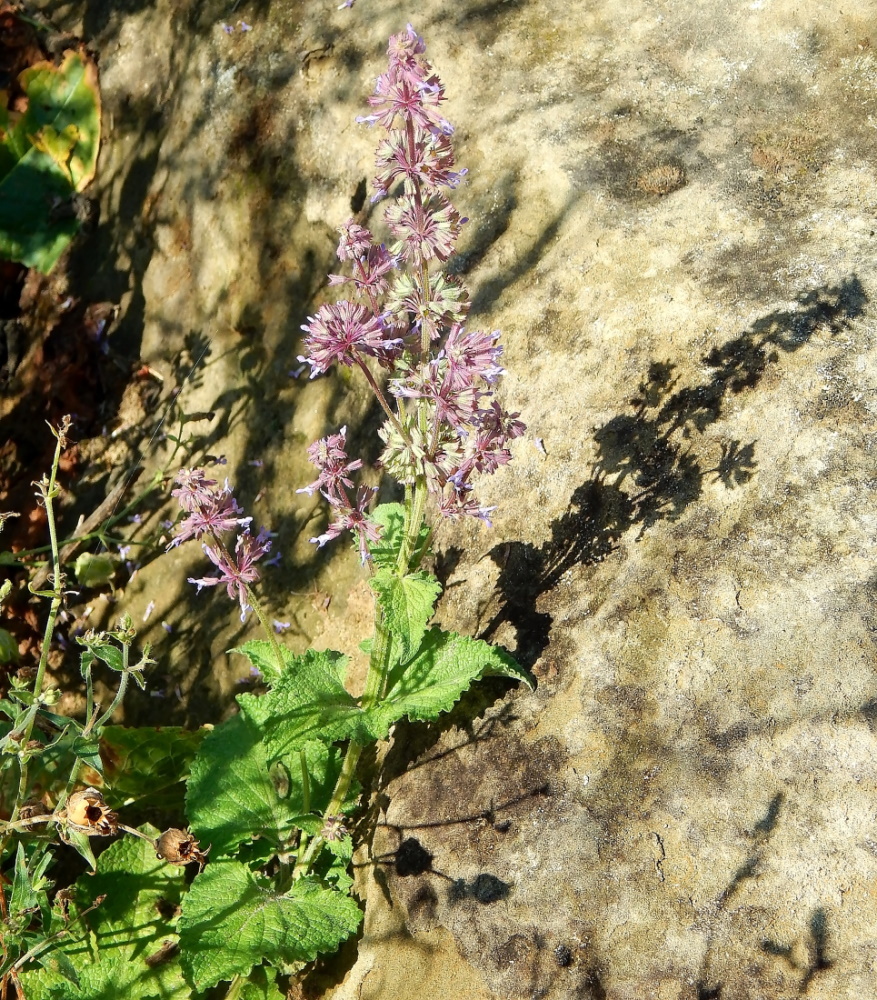 Изображение особи Salvia verticillata.